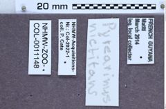 Etiketten zu Pyrearinus nictitans (NHMW-ZOO-COL-0011148)